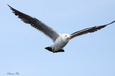 Peru09_332_Band-tailed-Gull.jpg