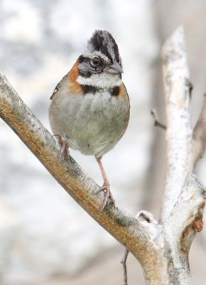 Peru09_384_Rufous-collared-Sparrow.jpg