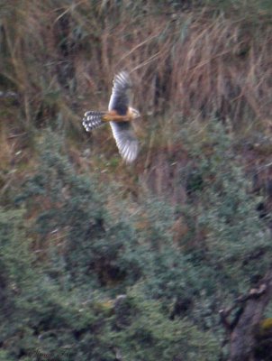 Peru09_440_Aplomado-Falcon.jpg