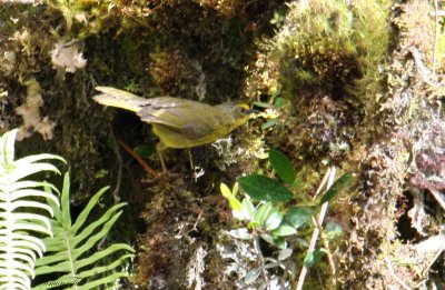 Peru09_536_Pale-legged-Warbler.jpg