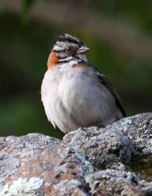 Peru09_602_Rufous-collared-Sparrow.jpg