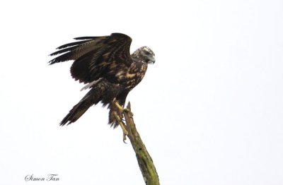 Peru09_814_Black-chested-Buzzard-Eagle.jpg