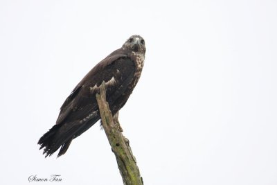 Peru09_816_Black-chested-Buzzard-Eagle.jpg