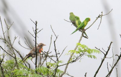 Peru09_824_Mountain-Parakeet-Peruvian-Meadowlark.jpg