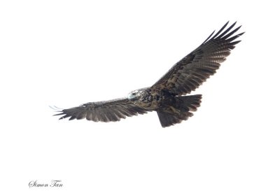 Peru09_882_Black-chested-Buzzard-Eagle.jpg