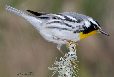 2010Mgrtn_1095-Yellow-throated-Warbler.jpg