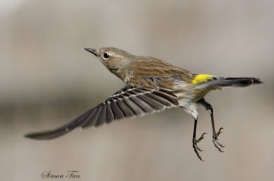 2010Mgrtn_1175-Yellow-rumped-Warbler.jpg