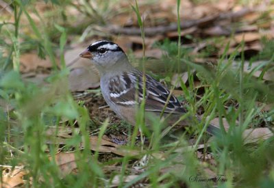 2010Mgrtn_1685-White-crowned-Sparrow.jpg