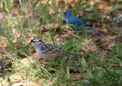 2010Mgrtn_1686-White-crowned-Sparrow-Indigo-Bunting.jpg