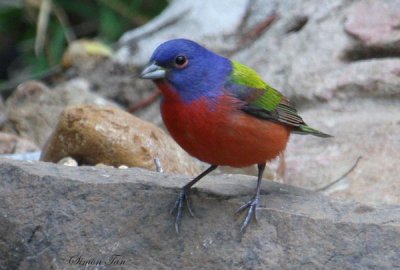 2010Mgrtn_1795-Painted-Bunting.jpg