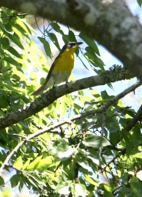 2010Mgrtn_1825-Yellow-breasted-Chat.jpg