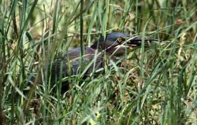 2010Mgrtn_1845-Green-Heron.jpg