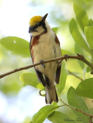 2010Mgrtn_1850-Chestnut-sided-Warbler.jpg