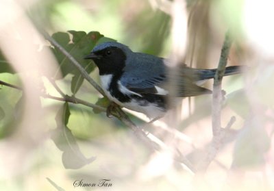 2010Mgrtn_1865-Black-throated-Blue-Warbler.jpg