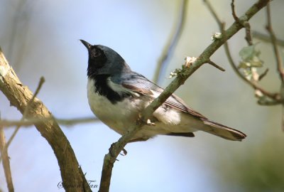 2010Mgrtn_1870-Black-throated-Blue-Warbler.jpg