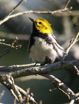 2010Mgrtn_1880-Black-throated-Green-Warbler.jpg