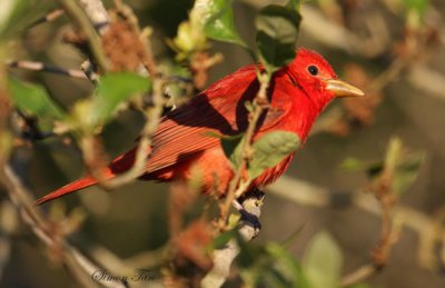 2010Mgrtn_1905-Summer-Tanager.jpg