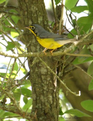 2010Mgrtn_1920-Canada-Warbler.jpg