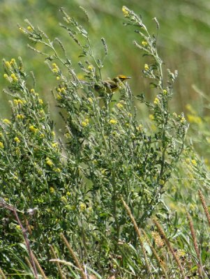 2010Mgrtn_1940-Prairie-Warbler.jpg