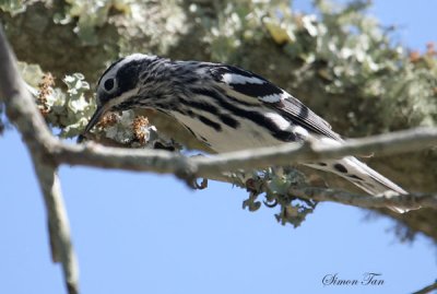 2010Mgrtn_1970-Black-and-White-Warbler.jpg