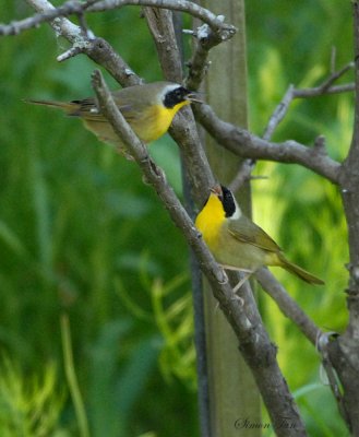 2010Mgrtn_1980-Common-Yellowthroat.jpg