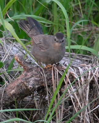 2010Mgrtn_1990-Gray-Catbird.jpg