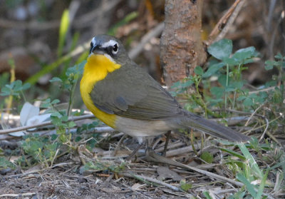 2010Mgrtn_2000-Yellow-breasted-Chat.jpg