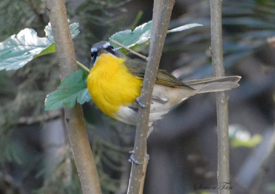 2010Mgrtn_2005-Yellow-breasted-Chat.jpg