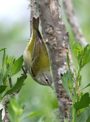 2010Mgrtn_2015-Tennessee-Warbler.jpg