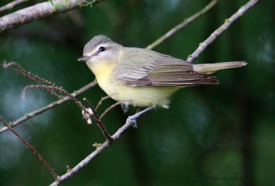 2010Mgrtn_2050-Philadelphia-Vireo.jpg