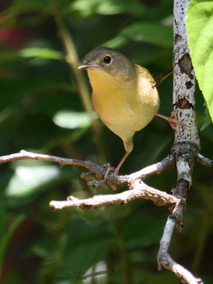 2010Mgrtn_2070-Common-Yellowthroat.jpg