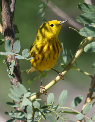 2010Mgrtn_2085-Yellow-Warbler.jpg