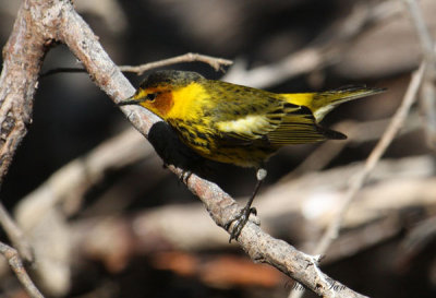 2010Mgrtn_2090-Cape-May-Warbler.jpg