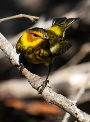 2010Mgrtn_2095-Cape-May-Warbler.jpg