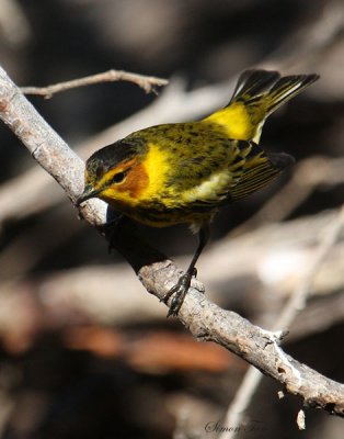 2010Mgrtn_2100-Cape-May-Warbler.jpg