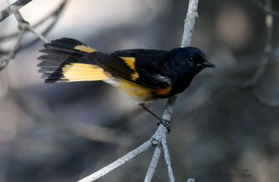 2010Mgrtn_2115-American-Redstart.jpg