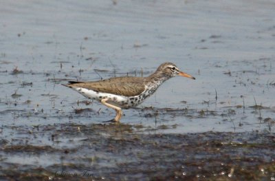 2010Mgrtn_2160-Spotted-Sandpiper.jpg