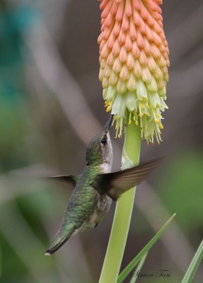 2010Mgrtn_2165-Ruby-throated-Hummingbird.jpg