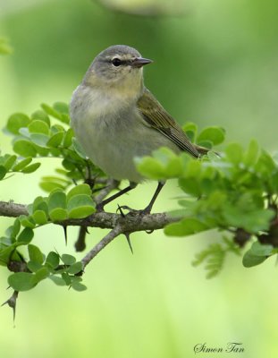 2010Mgrtn_2190-Tennesse-Warbler.jpg