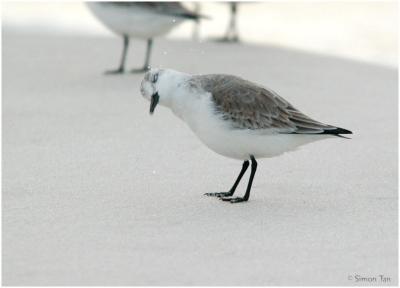 1126_23_Sanderling.jpg