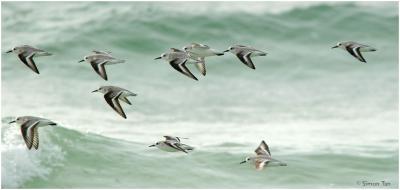 1126_35_Sanderlings.jpg