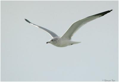 1126_49_RingBilledGull.jpg