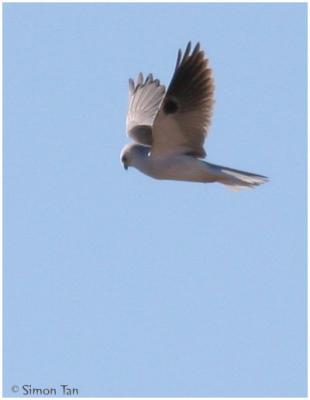 Brazoria National Wildlife Refuge 2005.12.29