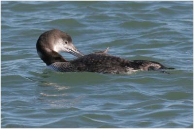 Common Loon