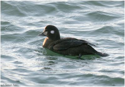 SC60107_41_Harlequin.jpg