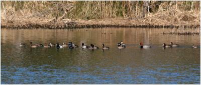 Diving ducks