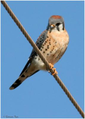 American Kestrel And Others