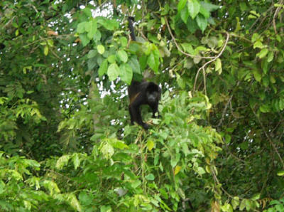 P7080887-HowlerMonkey.JPG