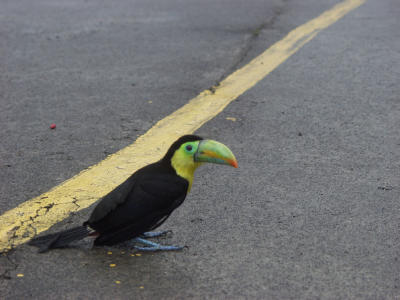 P7091042-Toucan5.JPG