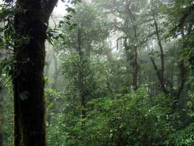 P7101212-CloudForest.jpg